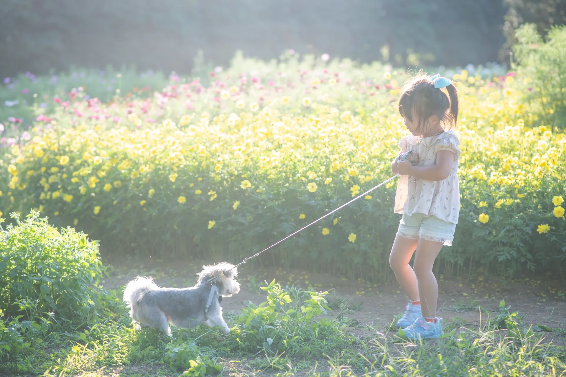 わんパーク公式サイト | 茨城県水戸市のペット専門スタジオ PIC WAN's Park